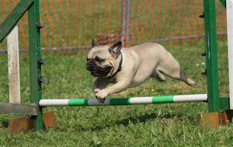 pug training | The Doggie Mama