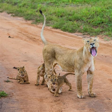 Lioness And Her Cute Cubs Photograph by Morris Finkelstein - Pixels