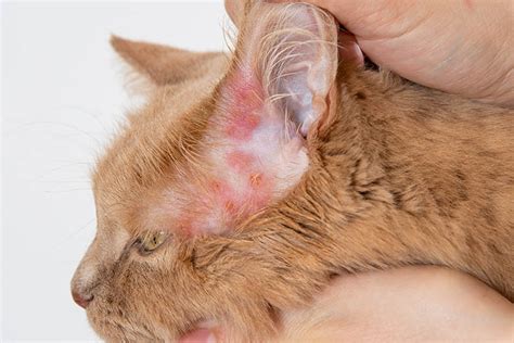 What Does Mange Look Like on a Cat? Vet Explained Signs, Types & Treatments | Pet Keen
