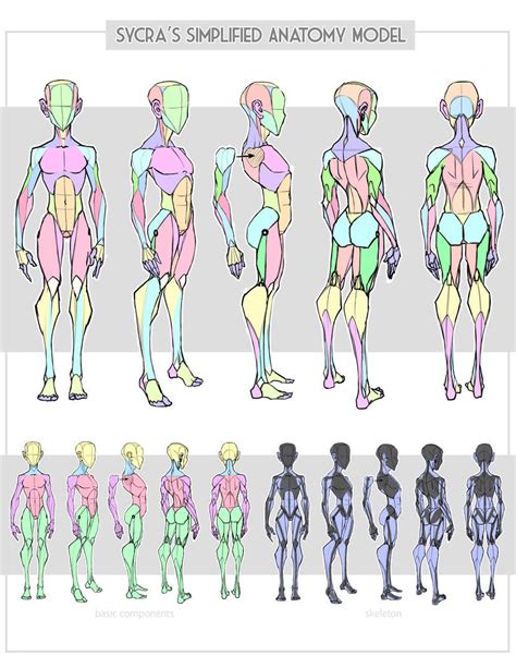 Sycra's Simplified Anatomy Model by Sycra on DeviantArt | Character design, Body reference ...