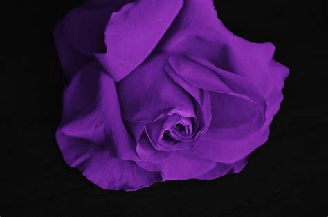 Roses Flower Love · Free photo on Pixabay