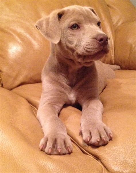 Blue Fawn Pitbull Puppies : Pitbulls🐶 | Pets Amino - My beautiful blue pit bull girl, got really ...