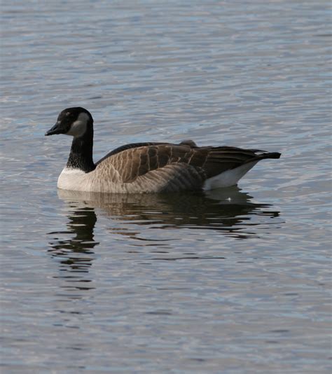 Cackling Goose — Sacramento Audubon Society