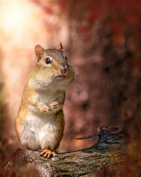 Curious chipmunk with big cheeks standing on trunk · Free Stock Photo