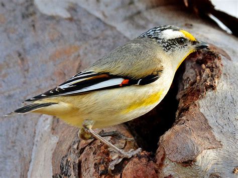 Striated Pardalote (Pardalotus striatus) By Laurie_Boyle( Pretty Birds ...