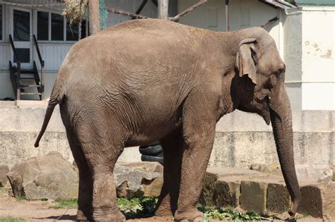 Oppose Plans to Imprison More Elephants at Blackpool Zoo | Animals ...