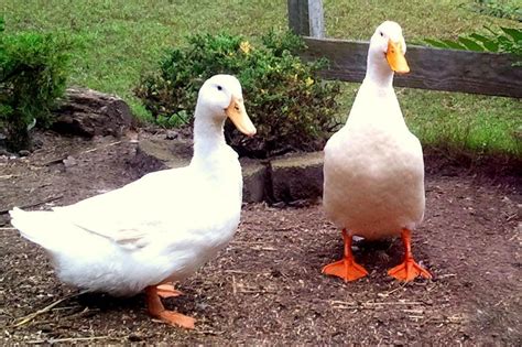 Best Ducks To Have As Pets - Pets Retro