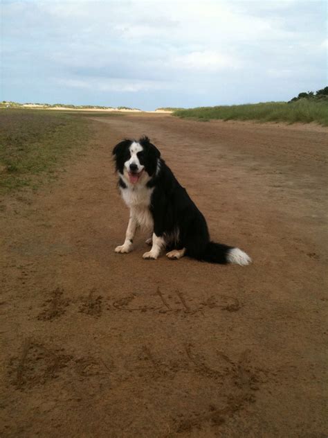 Happy days at Holkham beach. | Border collie, Collie, Dogs