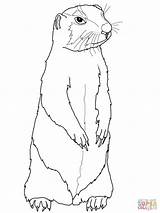 Prairie Dog coloring Page  Free Printable Coloring Pages sketch template