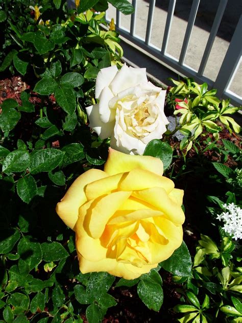 My Yellow Rose Bush By Teresita Blanco