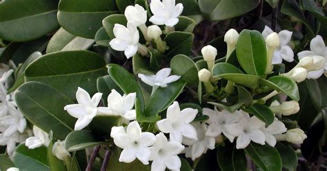 Hawaii Horticulture: Stephanotis By Any Other Name is . . . Marsdenia