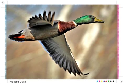 Mallard Duck | The average mallard wingspan measures 36 inch… | Flickr