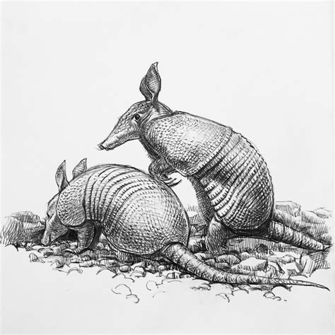 Armadillo Drawing at PaintingValley.com | Explore collection of ...