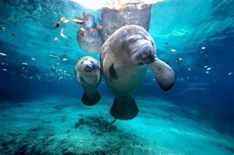 African manatee conservation program - Fundacja Zoo Wrocław DODO