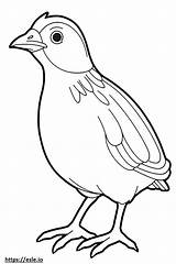 Quail Coloring Pages sketch template