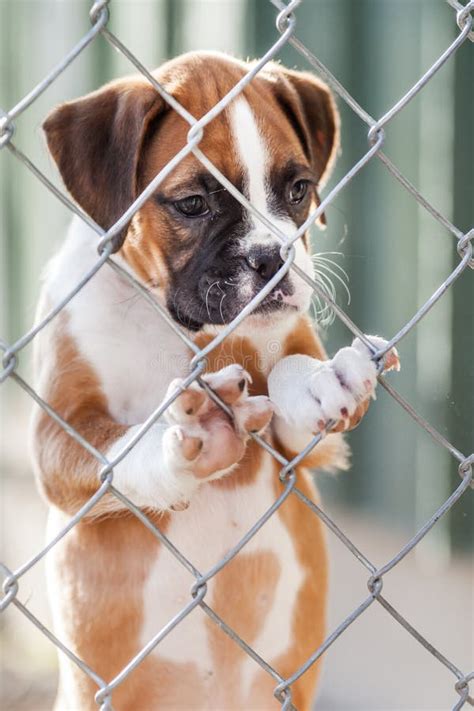 Sad Little Puppy stock image. Image of guard, face, fence - 145957217