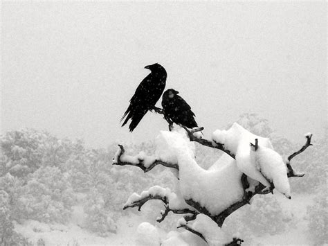 Ravens Snow | Raven in Snow Actually think they are Crows | RayVeN Faughner | Flickr