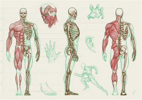 Human Anatomy Wallpapers - Wallpaper Cave