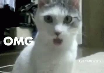 Omg Cat GIF - Cat Funny Wow - Discover & Share GIFs