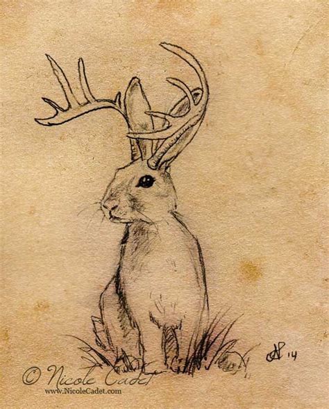 Jackalope Drawing The mighty \x3cb\x3ejackalope\x3c/b\x3e. on pinterest taxidermy, antlers and ...