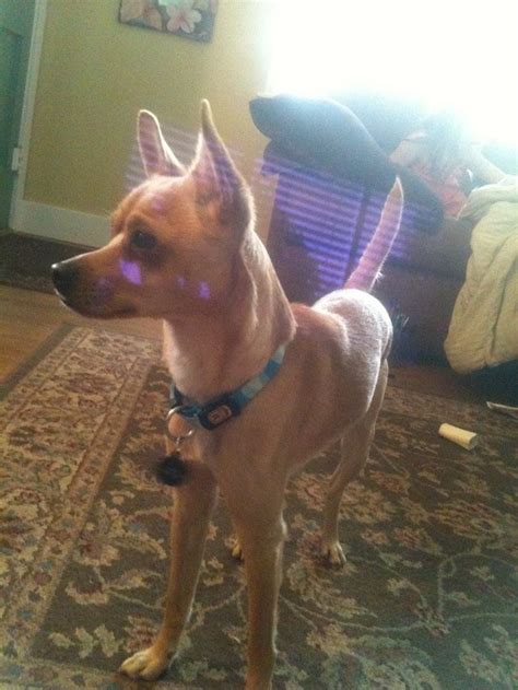 We just adopted a giant chihuahua : aww