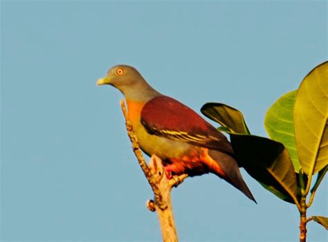 The Kambatik Park, Bintulu.: One, Two Punai birds