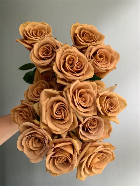 “Toffee” Roses | Brown flowers, Types of flowers, Beautiful flowers