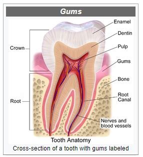 tooth-cross-section-diagram – Archer Dental