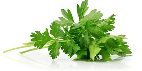 The Nutrition of Parsley / Nutrition / Healthy Eating