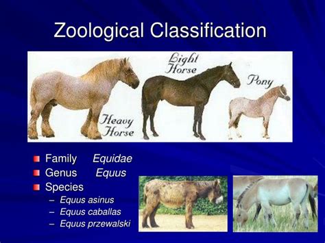 PPT - EVOLUTION OF THE HORSE PowerPoint Presentation - ID:984493