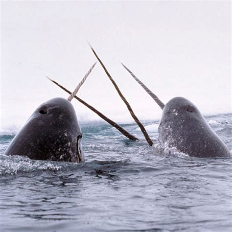 Narwhal (Monodon monoceros) | about animals