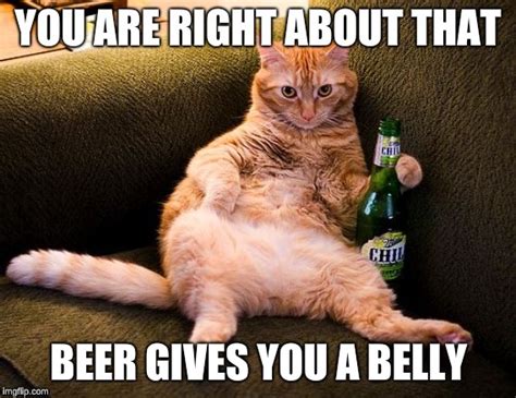 beer drinking cat - Imgflip