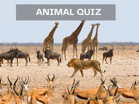 Animal Quiz - Test Your Knowledge on Bing Quiz