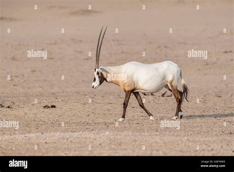 Arabian oryx qatar hi-res stock photography and images - Alamy