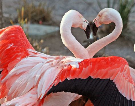 Flamingo | The Biggest Animals Kingdom