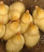 Hatching Duck Eggs | Cornell University College of Veterinary Medicine