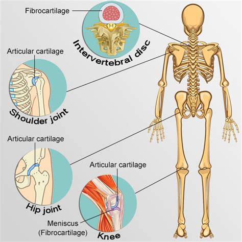 Your Guide to Understanding the Types of Cartilage in the Human Body_Skeletal System