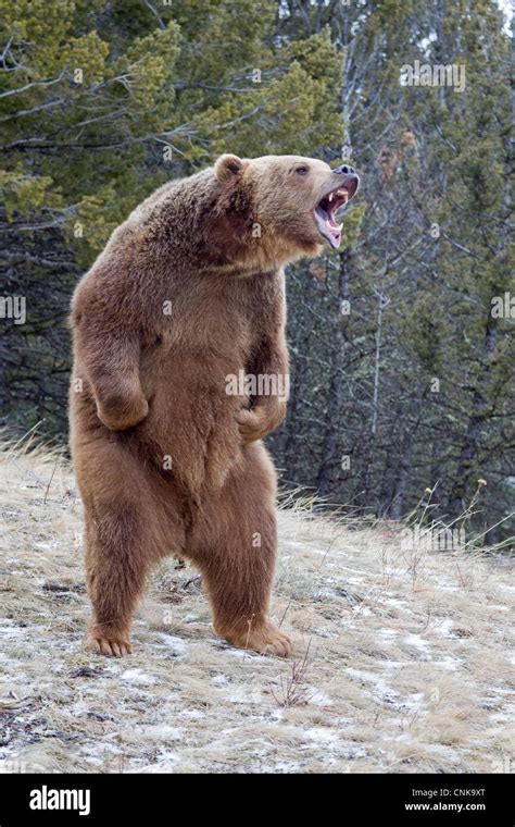 Grizzly Bear (Ursus arctos horribilis) adult, growling, standing on ...