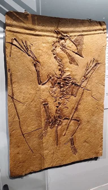 What to Expect from the Pterosaur Exhibit at Canadian Museum of Nature