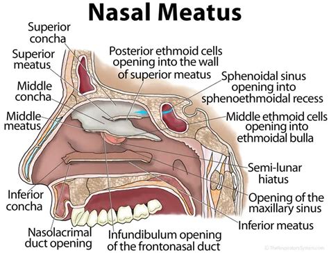 Nasal Meatus