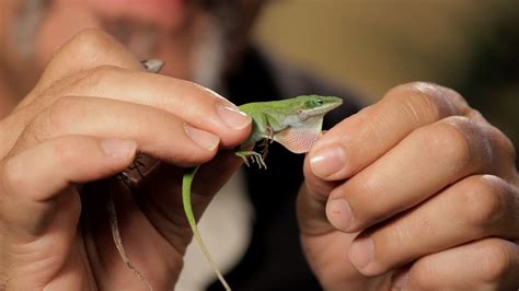 6 Cool Facts about Green/Brown Anoles | Pet Reptiles | Reptiles pet, Reptiles, Pets