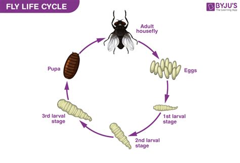 Life Cycle Of A Fly Chart