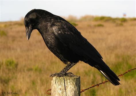 American Crow (Birding in Edmonton) · iNaturalist Canada