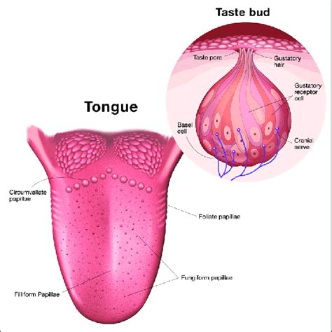 human tongue anatomy of papillae and taste buds. Circumvallate,... | Download Scientific Diagram