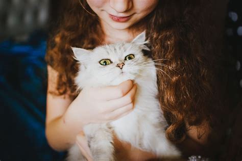 woman, holding, white, persian cat, girl, pussy, young, cat, redhead, kitten | Pxfuel