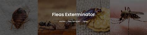 Fly Infestation? Here's Why You Need Professional Extermination Services - WriteUpCafe.com