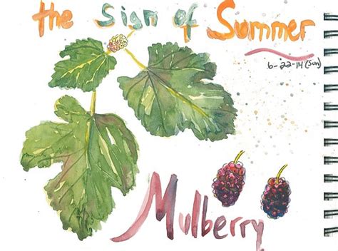 Mulberry Watercolor Sketch – Let's Paint Nature!