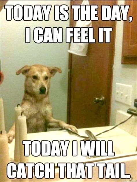 Today I will catch that tail | Funny dog memes, Funny animals, Funny animal memes