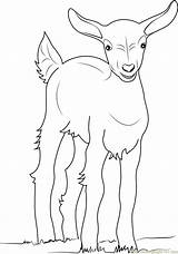 Baby Goat Coloring Page For Kids  Free Printable Pages sketch template