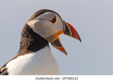 36 Puffin open mouth Images, Stock Photos & Vectors | Shutterstock